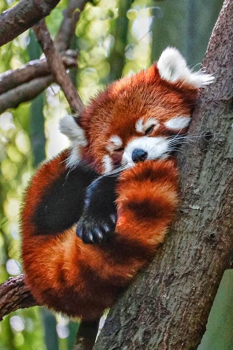 BucketListFeed's tweet image. Red Panda 🐼