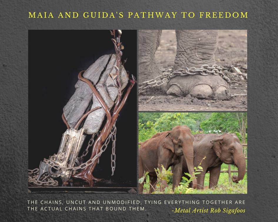 This piece tells the story of 2 elephants, Maia &amp; Guida, for decades lived the tragic life of circus elephants. 
buff.ly/2r3zdEm