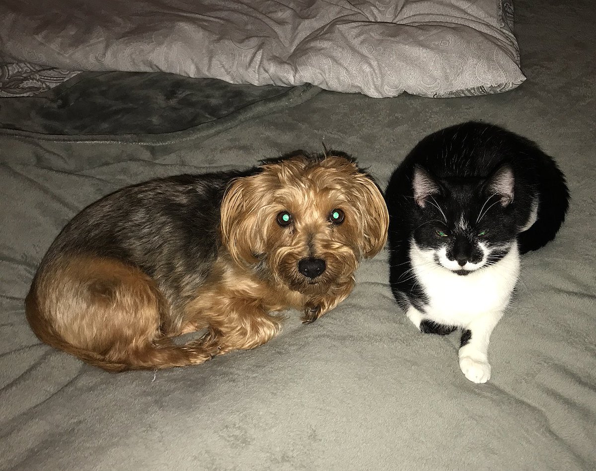 TwoDogsUK tweet picture