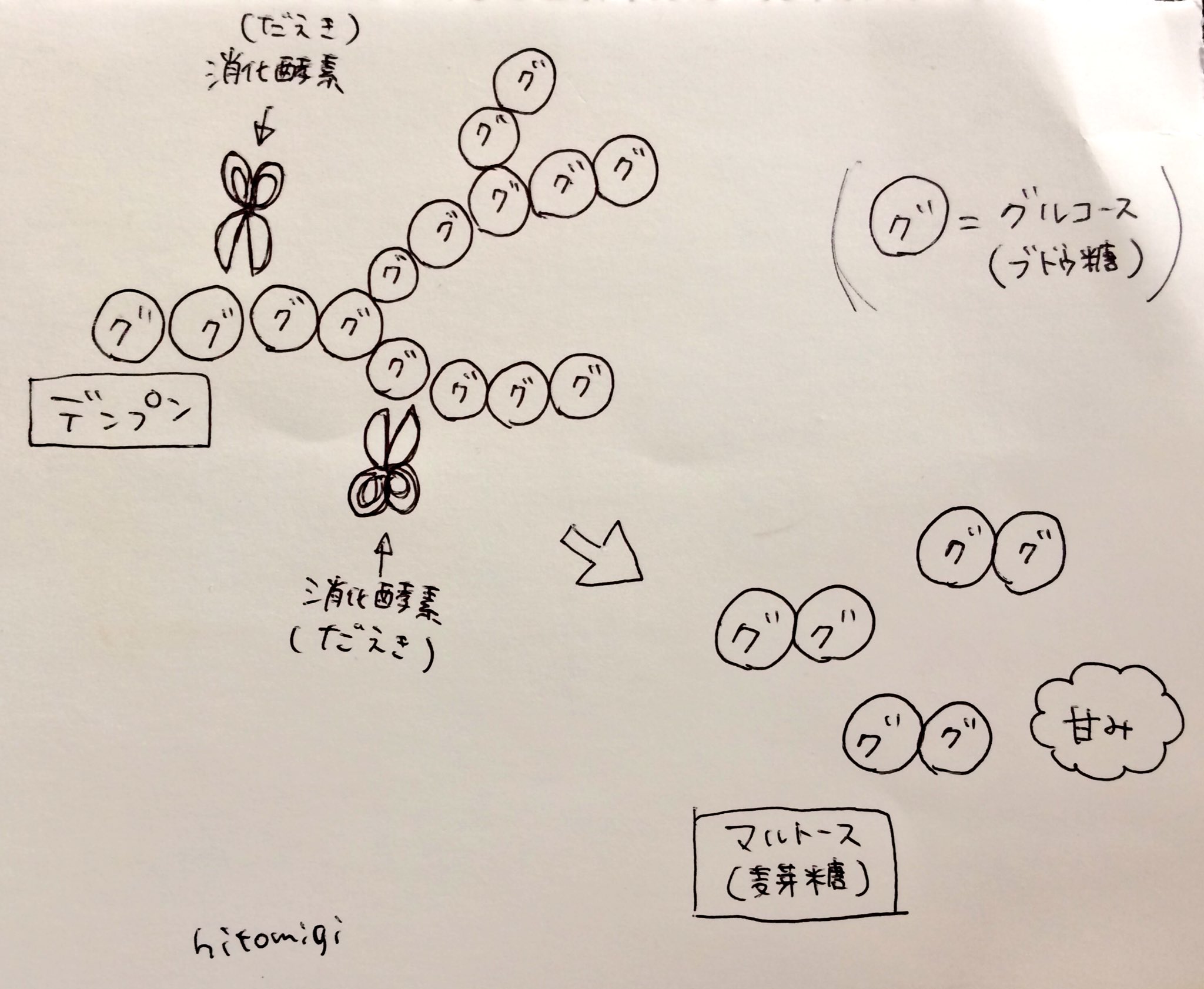 塩豆 U W つ 食育月間 食べる時よく噛むと 消化吸収を助けます だ液にはデンプンを分解 する酵素が含まれてるから ご飯をよく噛むと甘味を感じるのは だ液の酵素によって デンプンが糖に分解されるため デンプンはブドウ糖の鎖で出来てる 図