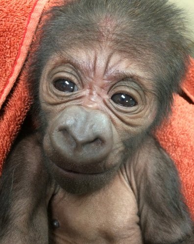 FOX29philly's tweet image. .@phillyzoo welcomes a new addition to the family!...a western lowland gorilla born to Kira and Motuba.