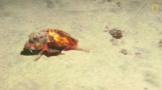 CNET's tweet photo. This "walking" fish caught on video leaves scientists with some unanswered questions  https://t.co/0jU8LzsF2l https://t.co/9nHkIgpd3W