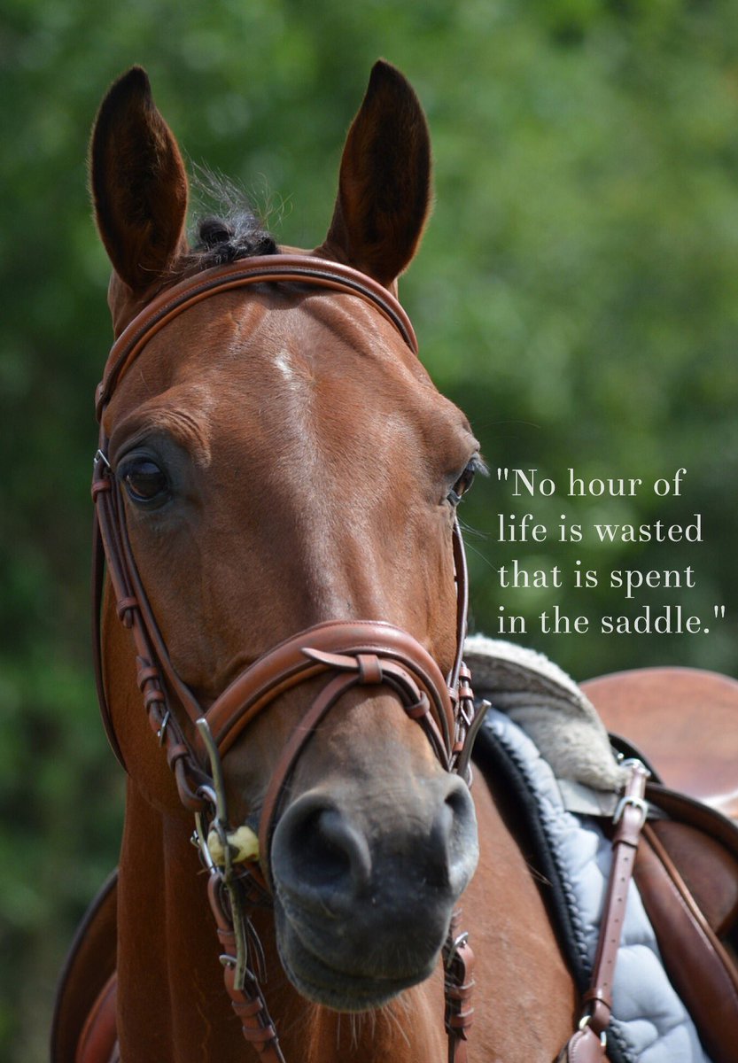 Looking forward to joining the #twitterherd for #dressagehour &amp; #ponyhour tonight 🐴❤️ Here, have a Churchill quote 👍🏻