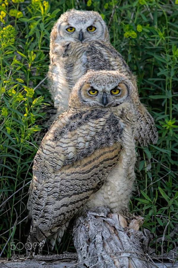#Photography | young owls | #PhotoOfTheDay #Travel #Photo