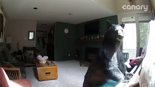 Bear breaks into home, plays piano dlvr.it/PKFQNH