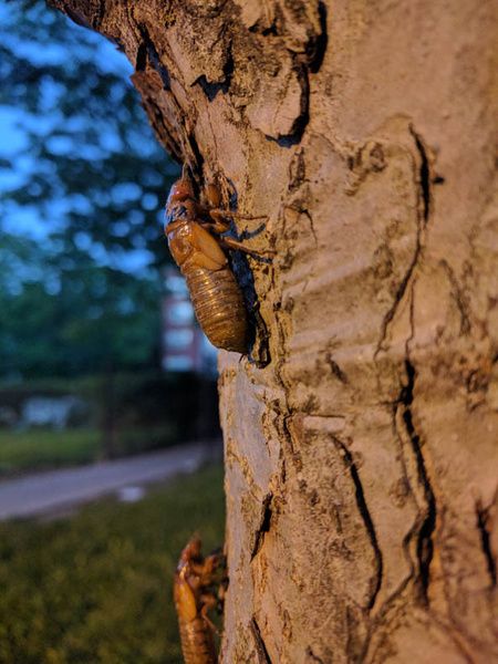 Cynthiapoet's tweet image. &quot;The Cicadas Come, on Little Hook Feet&quot; bit.ly/2rPpx4v