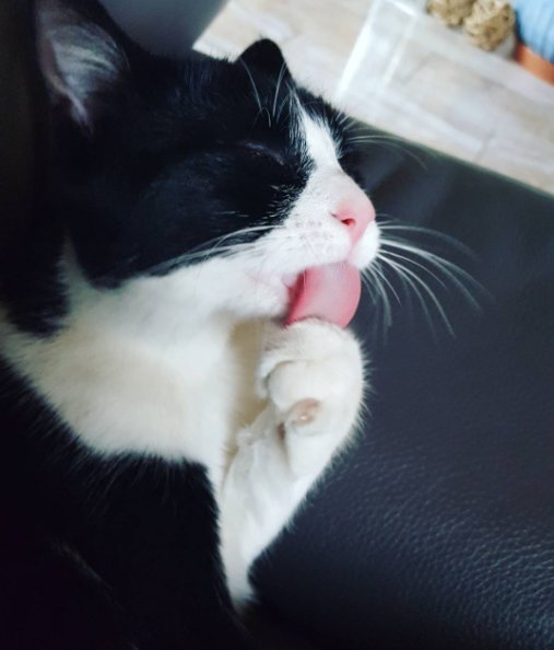 TheCatCassy's tweet photo. Cleaning my paws is an essential duty of mine
#cat #thecatcassy #cutecat #cleaning #cassy #cute #love #kitty #katze #animal #paw https://t.co/ejPXgKCQgd