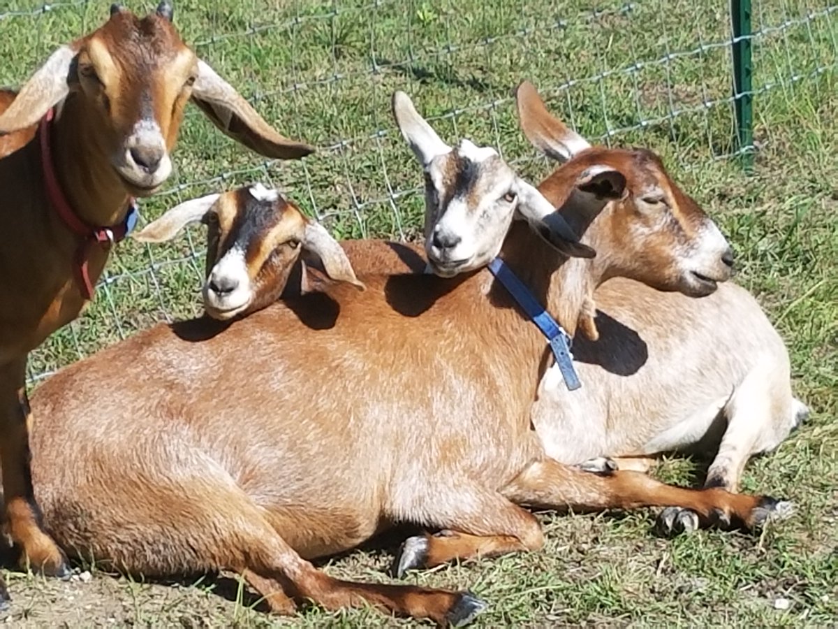 GratitudeGoats's tweet photo. Just because you are all grown up doesn't mean you cease to be momma's little baby. https://t.co/tSnkUxQPkB