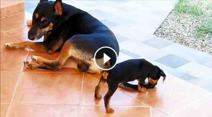 UnexpectedEnt's tweet image. Dad Introduced His GIANT Dog With This Pup. But What Followed Next Left Me In Stitches! unexpectedentertainment.net/giant-dog-pup/