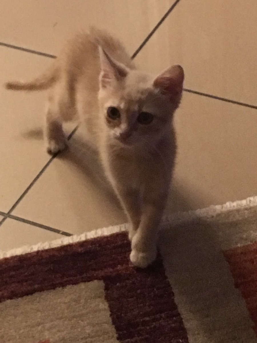 68kikka's tweet image. Comunque ancora un nome non ce l'ha