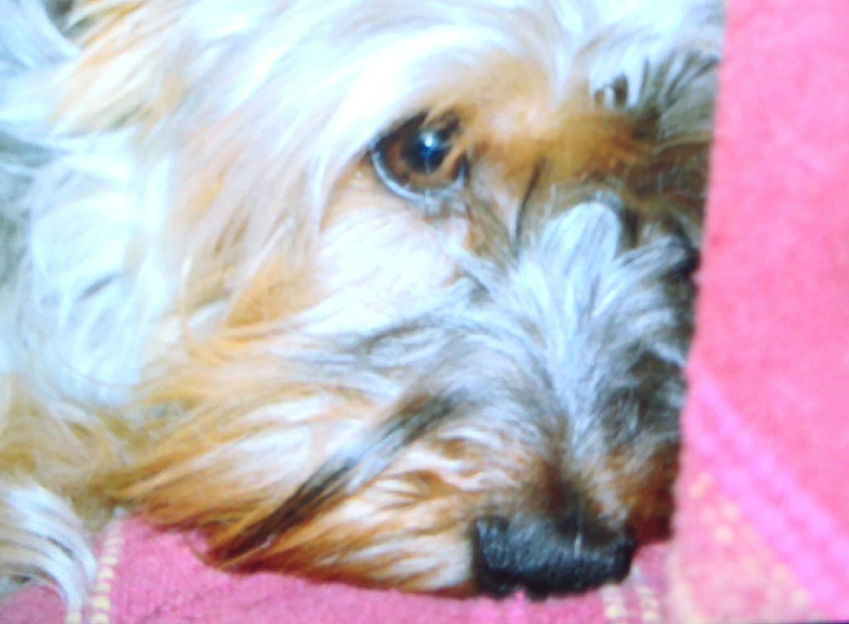 Esa cara de "bonachón" Su nombre es Dobbie  , su apellido , deja eso!!!!! ( Mi pequeño trasto) #DobbieBú #Do