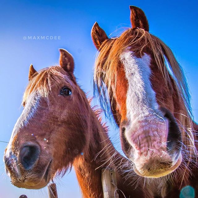 AllottRt's tweet photo. Reposting @maxmcdee:
Good Morning! Went for an early walk and met those two friendly creatures πβ€π―.
.
#maxmcdee @maxmcdee https://t.co/P9sDtIRMPb