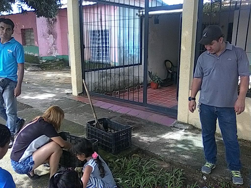 amazovida's tweet photo. Técnicos del minppau amazonas y brigadistas recolectan  plantulas de araguaney para plan de arborización. .@borisbenavides1@MinPPAU https://t.co/aN1p3ja5OS