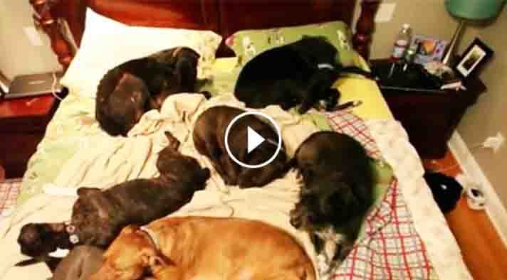 UnexpectedEnt's tweet image. They Adopted 8 Senior Dogs, But They NEVER Expected To See Them Do THIS Every Night! Aww! unexpectedentertainment.net/senior-dogs/