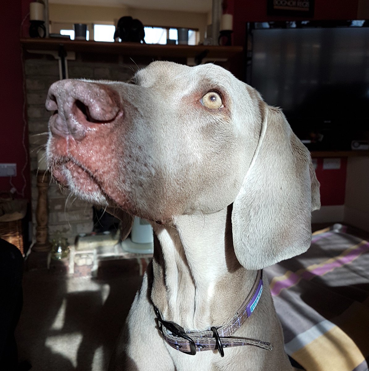 BoneCanis's tweet photo. Great to work with this handsome boy today. #Weimaraner #photogenicdogs #dogsoftwitter https://t.co/tsdf6RcjH5