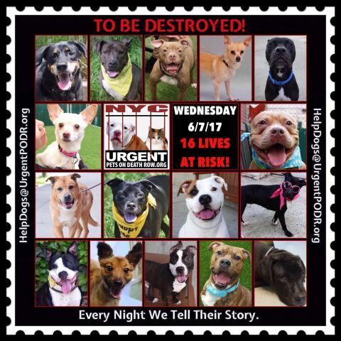 TO BE DESTROYED 06/07/17 -  
To rescue a Death Row Dog, Please read ...
nycdogs.urgentpodr.org/to-be-destroye…