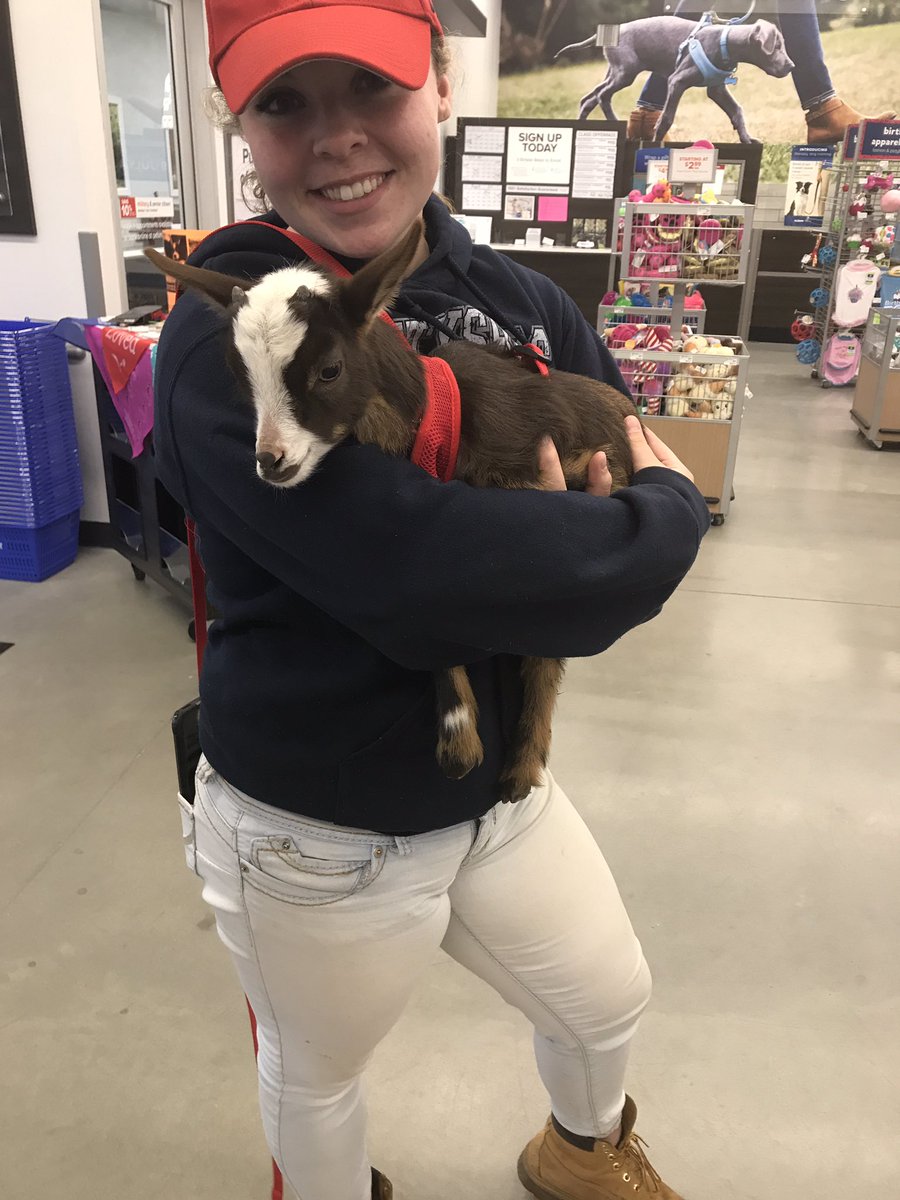 PetSmart3029's tweet photo. Meet Nibbles he came to visit us today. We love Nibbles!!! https://t.co/UO89ja7ivL