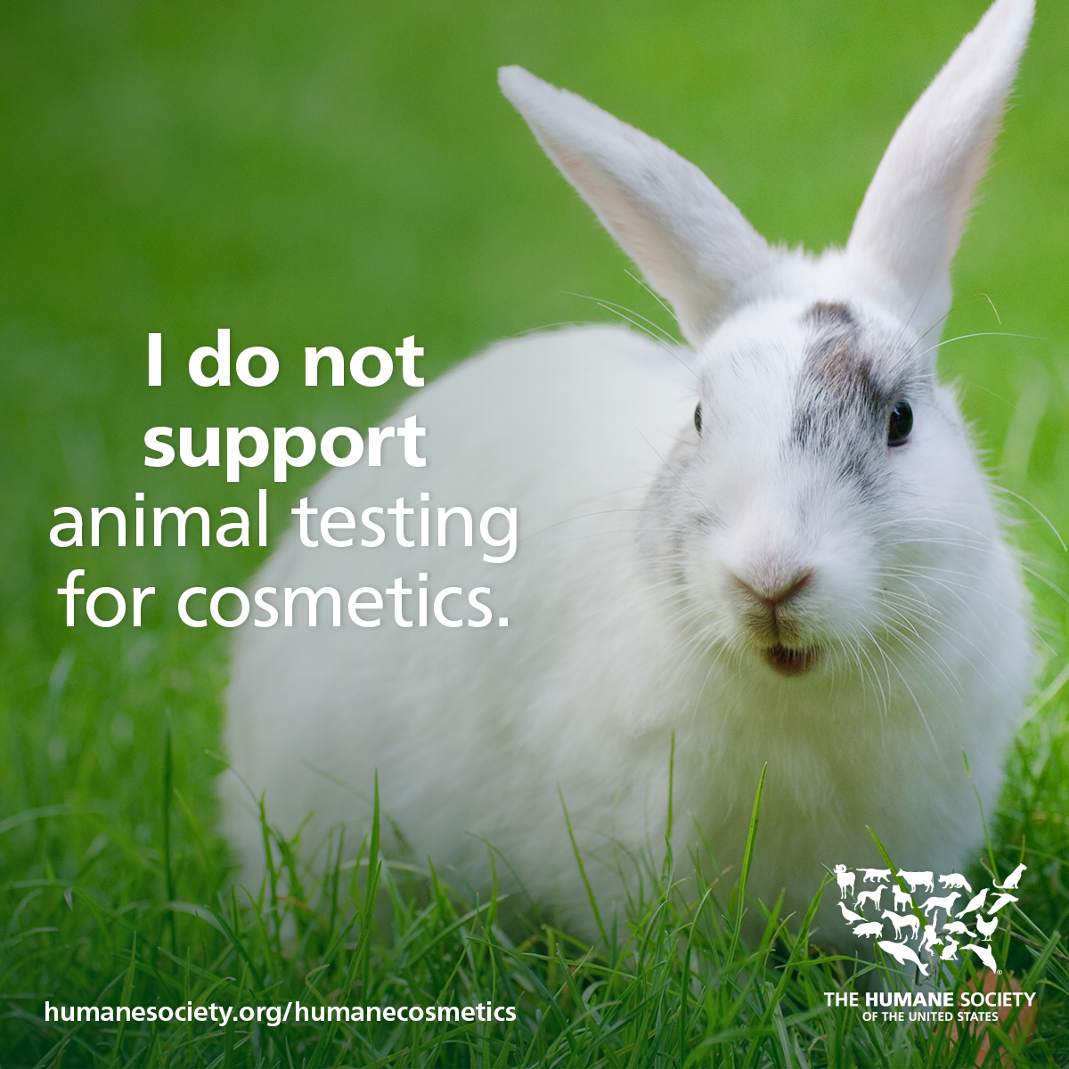 humaneworldorg's tweet photo. No animal should suffer for the sake of lipstick. Please sign this petition to support the Humane Cosmetics Act: https://t.co/Oayj10qfKF https://t.co/LLCm70i85e