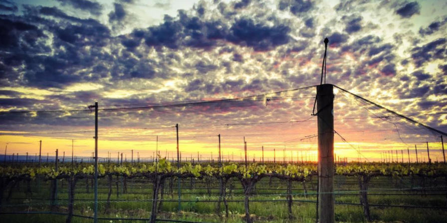Chef_Anne_Marie's tweet photo. Gorgeous! 🍇 RT @Wa_State_Wine: Sunset view over the Walla Walla Valley's Blue Mountain Vineyard. (Credit: @SofHCellars) #WaWine #WallaWallaWine #LoveWaWine #SofHCellars https://t.co/DT7qYi8sJL