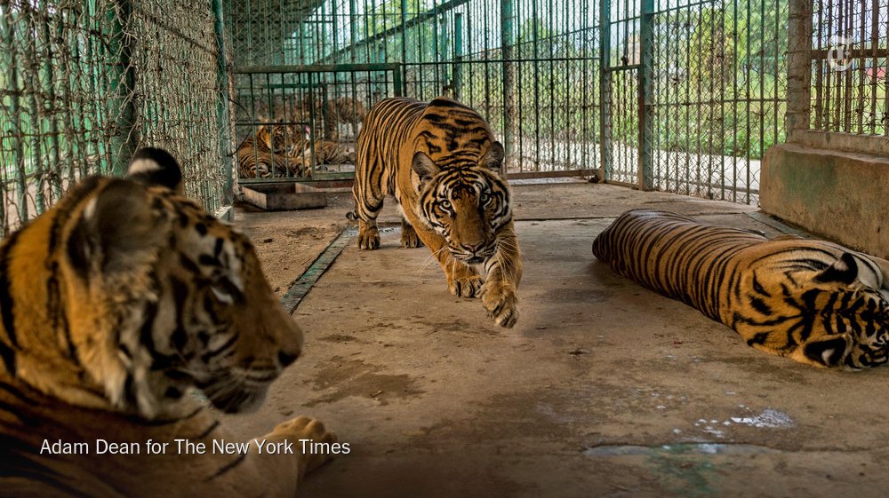 NYTScience's tweet photo. Laos says it will soon end tiger farming, for now you can order tiger meat and tiger wine at a restaurant https://t.co/GNSSalxsZR https://t.co/2SiLPdYRTD