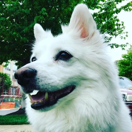 RiverbendatPI's tweet photo. Congrats to our May #BendBarks winner, Leo! Leo will be getting a @barkbox filled with new treats and toy! (Photo via Insta: @chateaufido) https://t.co/TUpyZujTyw