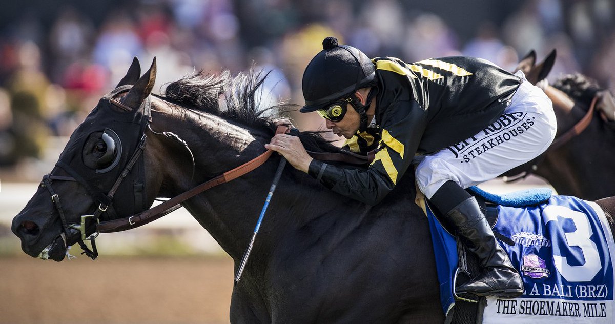 A_Evers's tweet photo. I know its American Pharoah day and all, but lets talk about a TC winner who won the race against laminitis. Mandella has done an unreal job https://t.co/cQvJAkhhGy