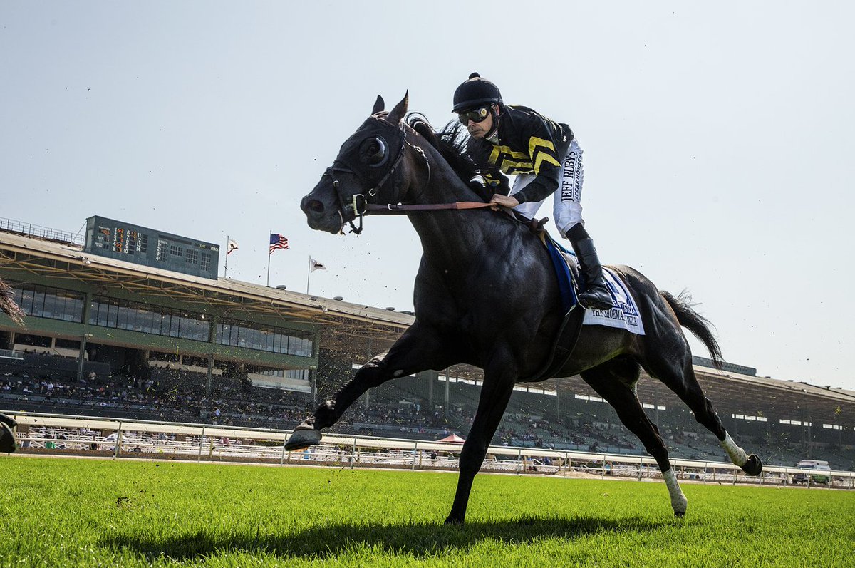 A_Evers's tweet photo. I know its American Pharoah day and all, but lets talk about a TC winner who won the race against laminitis. Mandella has done an unreal job https://t.co/cQvJAkhhGy