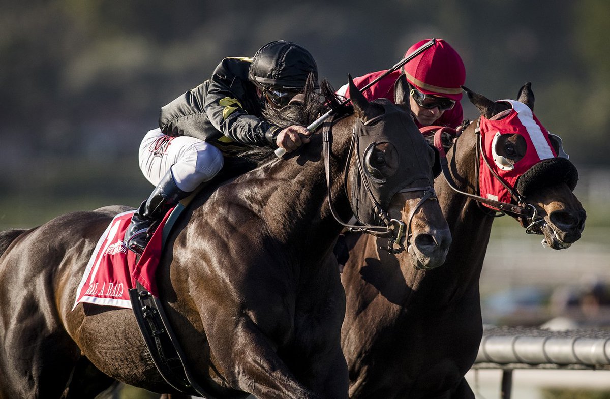 A_Evers's tweet photo. I know its American Pharoah day and all, but lets talk about a TC winner who won the race against laminitis. Mandella has done an unreal job https://t.co/cQvJAkhhGy