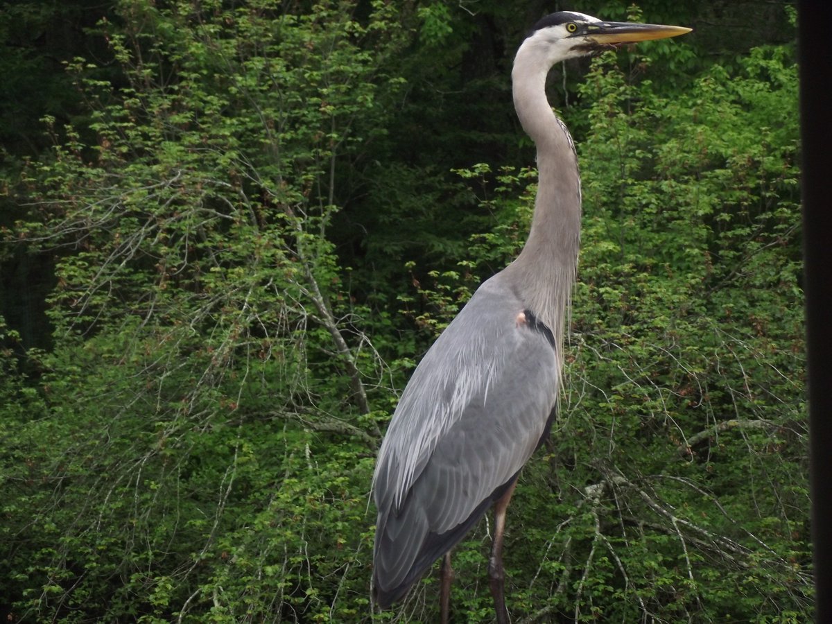 WpWildRivers's tweet photo. Seen yesterday on the Wood River - a great blue heron up close and personal https://t.co/xWlmnfdOaV