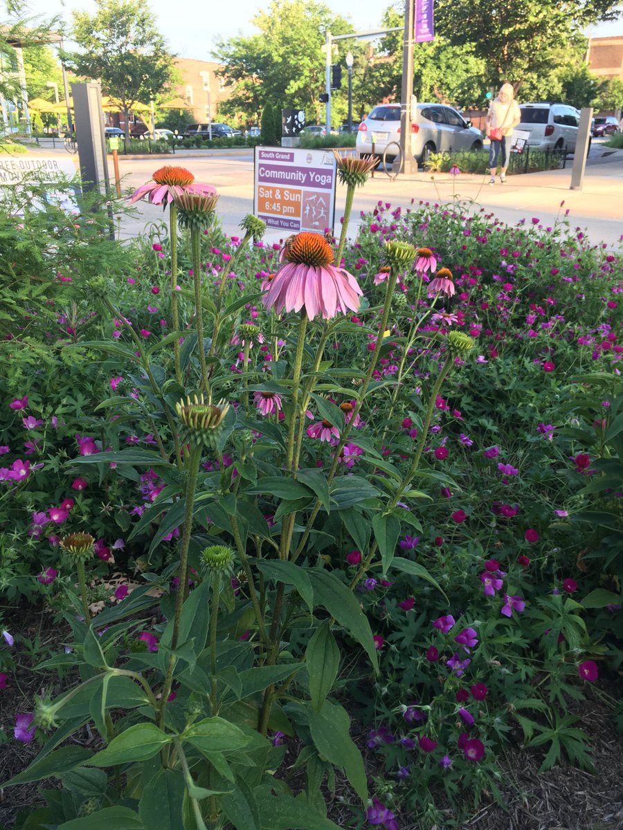 DJM_Ecological's tweet photo. Great day to enjoy this awesome #stl weather with a stroll on @SouthGrandSTL to check out their #native #MO #wildflowers! https://t.co/EIYQakRpmz