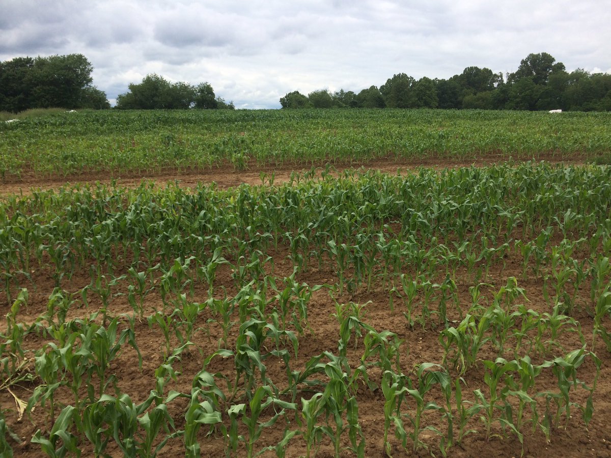 First sets of sweet corn is looking pretty good so far! Getting closer #FarmLife