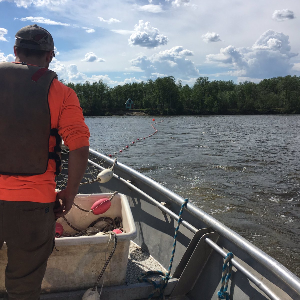 AKSalmonWatch's tweet photo. AKsalmonwatch will be on Kuskokwim taking genetics and otoliths samples this summer, follow @MJovanofish for pics and updates! #testfishing https://t.co/HL747qwNrf