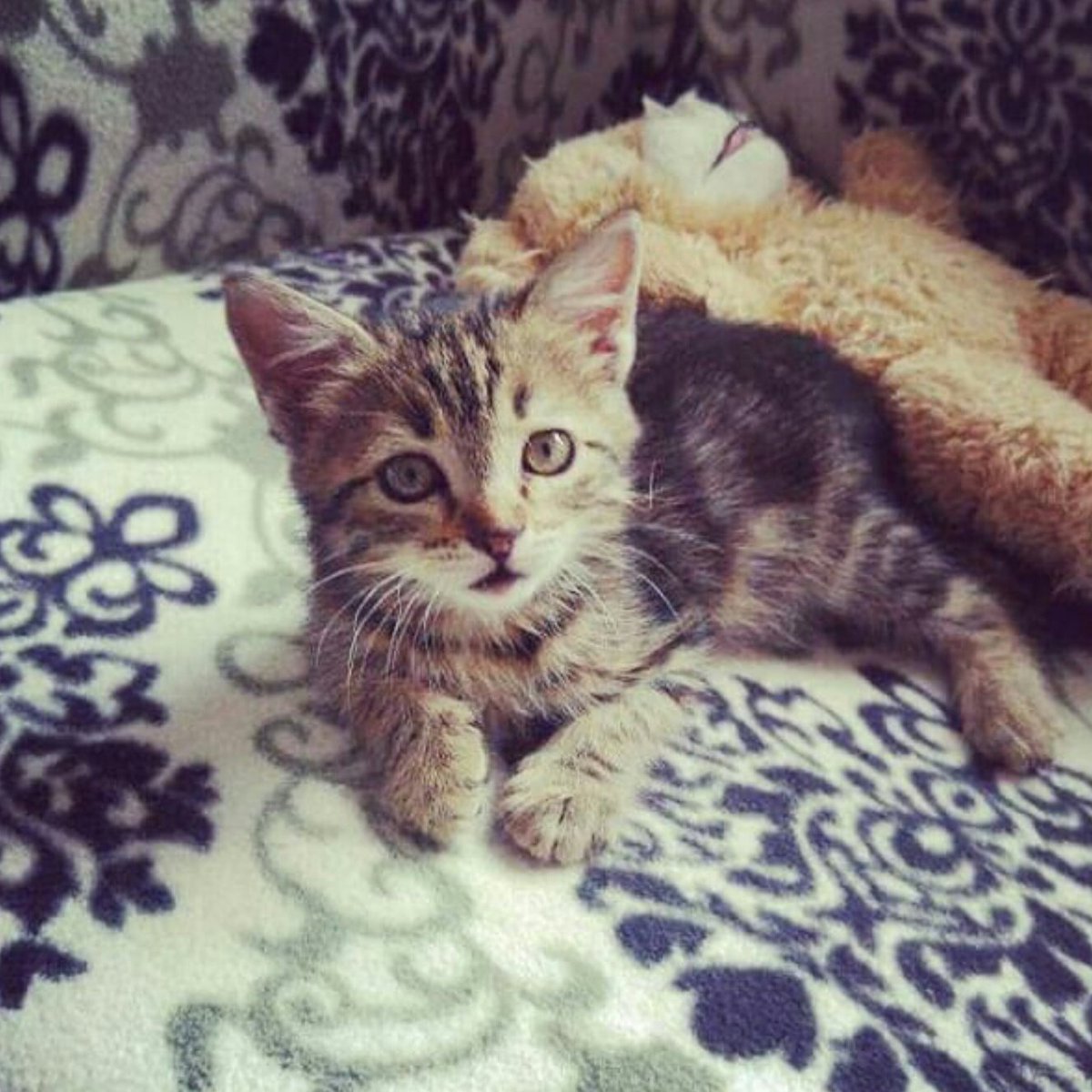masum_gozler's tweet photo. 1.5 AYLIK MİNNOŞ  KIZIMIZA ÖMÜRLÜK YUVA ARIYORUZ
İSTANBUL / BEYLİKDÜZÜ
İLETİŞİM : 0530 495 5747 / Nilgün Hanım https://t.co/ofvATDsapV