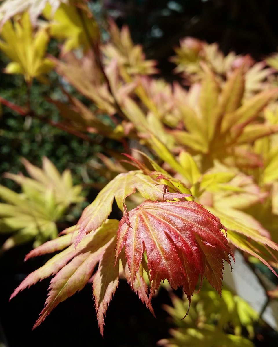 Acer 'Autumn Moon'
--
--
#urbanearthnursery #urbanearth #tree #japanesemaple #seattle #fremont #grow #buylocal