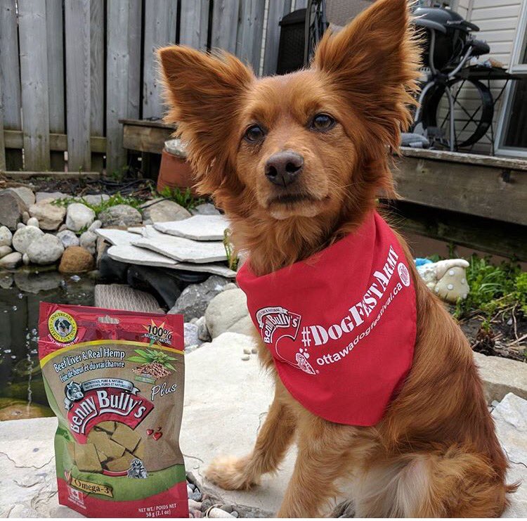 OttDogFest's tweet photo. Cinna was at @Chew_That today and dropped off some 2 for 1 passes for local pups!! 🐶🐾 Way to go Cinna 👍 #DogFestArmy #Ottawa @bennybullys https://t.co/Ud3zwsY0bx
