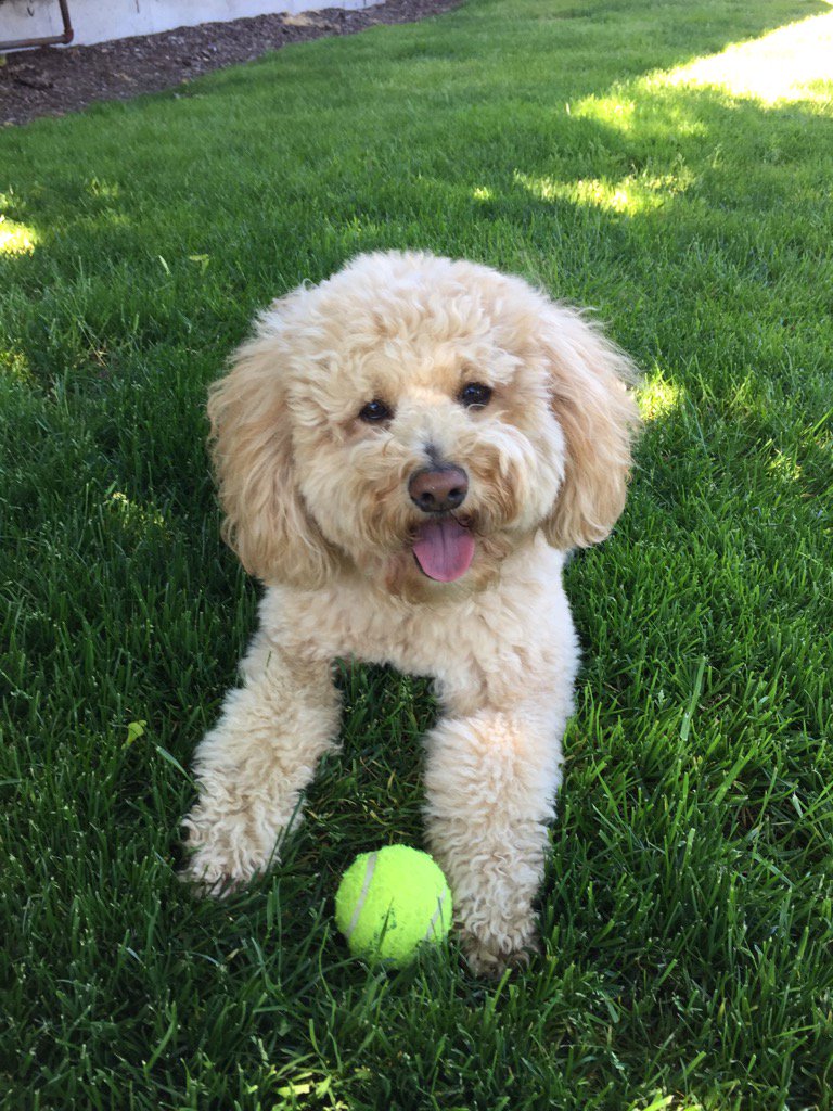 TheRealMikeDols's tweet image. My doggo is def a seattlite...we get some sun and she wants to sit in the shade