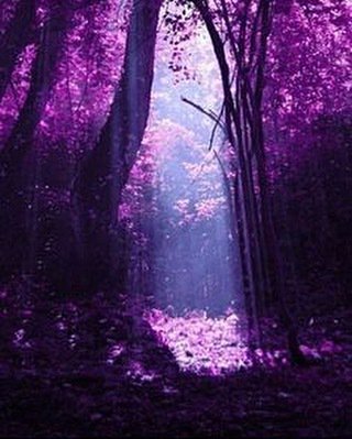 MoonlitAffairs's tweet photo. @plan3tpurpl3paradis3 
Where everything is purple 
As @asaprocky says
🖖🏽💜 https://t.co/avQ3ptcOwU https://t.co/4lCKOGaCeo