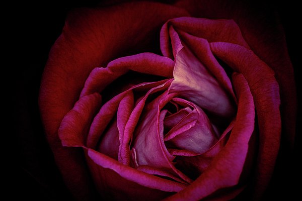 LifeReally's tweet image. New artwork for sale! - "Dark Mood Rose" - fineartamerica.com/featured/dark-… @fineartamerica