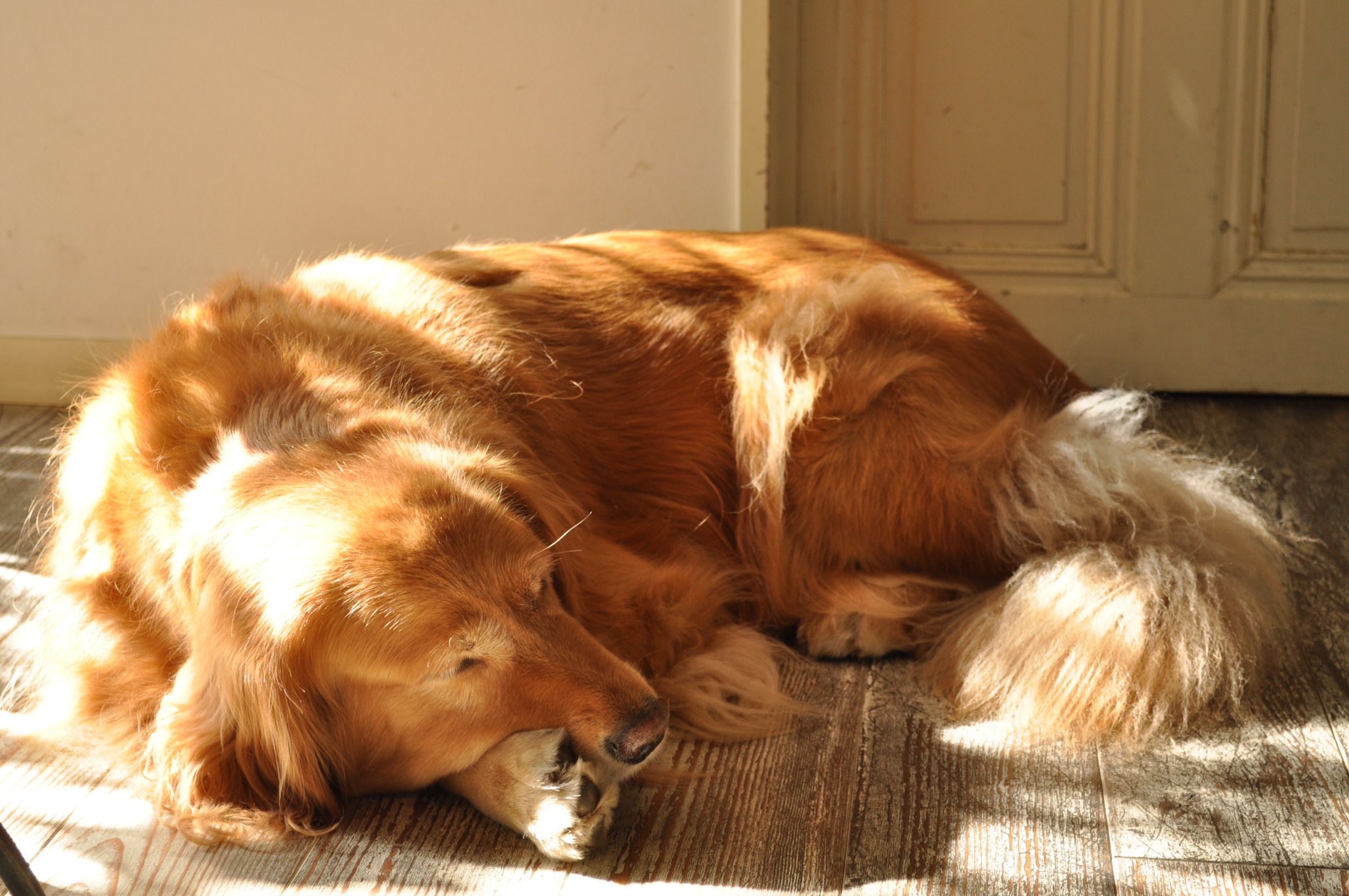 いぬのけテキスタイル 上野 根津のカフェ モアノ の看板犬 イルさんの抜け毛でサンプルを紡ぎました ガレットの美味しいギャラリー併設のカフェで イルさんもとても優しく癒されます 上質な時間を過ごすことができます いぬのけテキスタイル 犬の