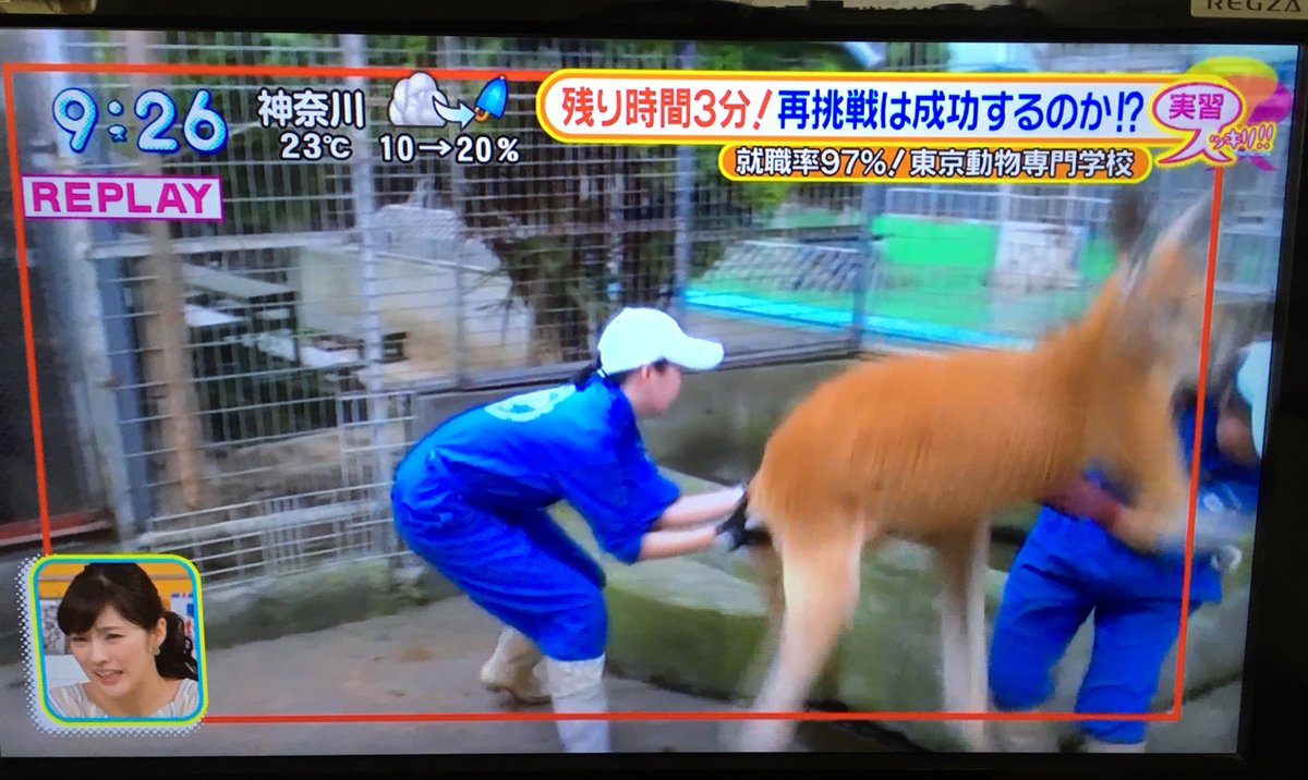 カンガルーの捕獲＆保定が無理ゲーすぎる！ 動物専門学校の生徒が悪戦苦闘する様子をご覧ください Togetter