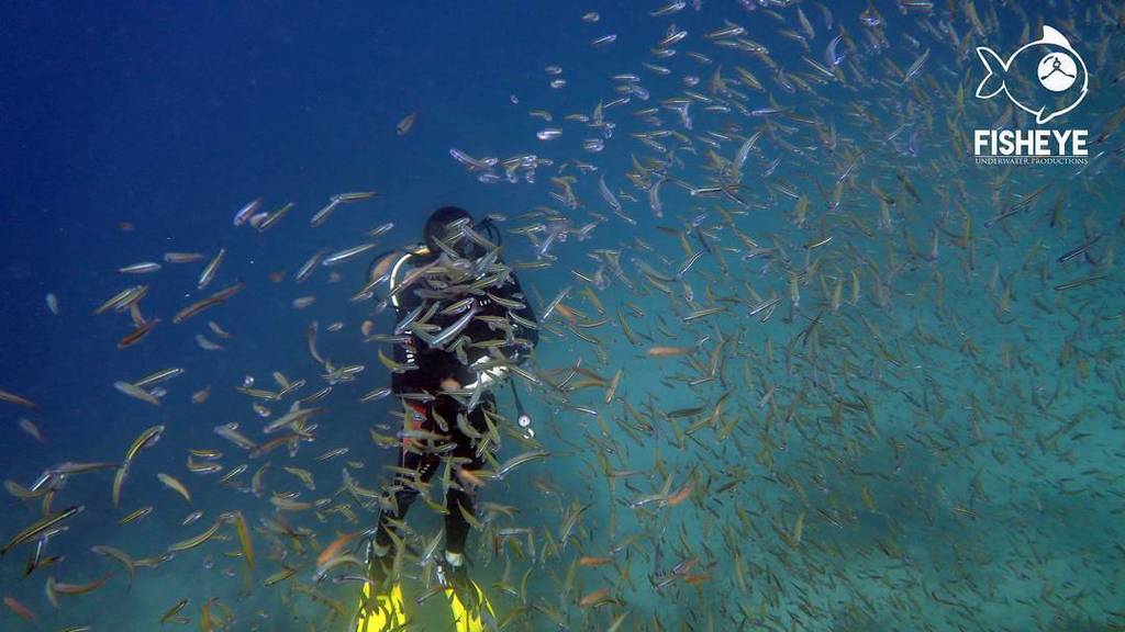 FisheyeUWP's tweet photo. school of glass fish absorbing a lucky diver at twin rocks
#wetpixel #ocean #travel #paditv #fisheyeuwp #oceanlif… https://t.co/ftNmqgNkrN https://t.co/HOnsGmMNdo