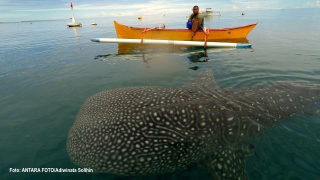 Betul, Hiu Paus #whaleshark adalah ikan terbesar di dunia kumparan.com/nurul-hidayati… <a href="/susipudjiastuti/">Susi Pudjiastuti</a>