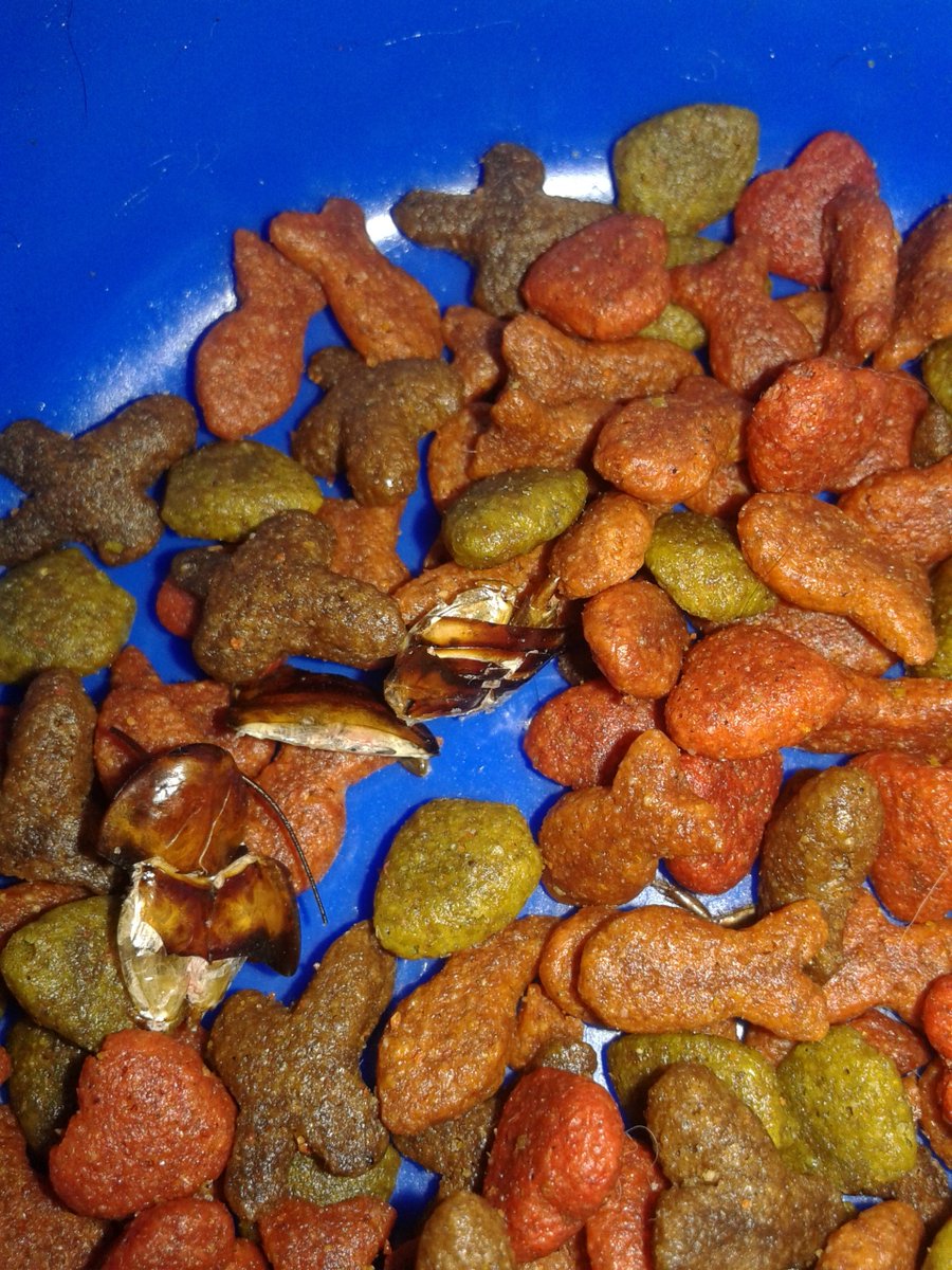 smartSDigitales's tweet photo. @PurinaMX  #TengoGanasDe que Mexico se entere porque en una bolsa de Catchow salio una cucaracha seca, no les damos sobras, menos cucarachas https://t.co/gdZ660wdWY