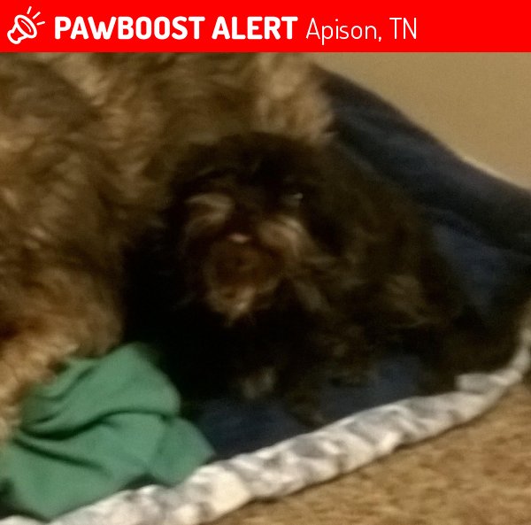 PawBoost's tweet photo. Please RT! Have you seen Ella Braley? #missing #lost #pet in #Apison #TN 37302 https://t.co/o2Aoen2jid https://t.co/jrd1FvhgKI