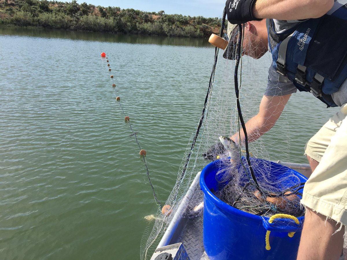 Pulling floating gillnets on Dog creek reservoir today as part of a lowland lake sample