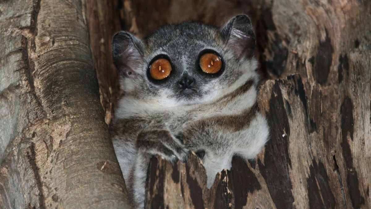 Scientists Find Thousands Of Previously Undiscovered Species Cowering In Amazon Rainforest trib.al/upJWKoi