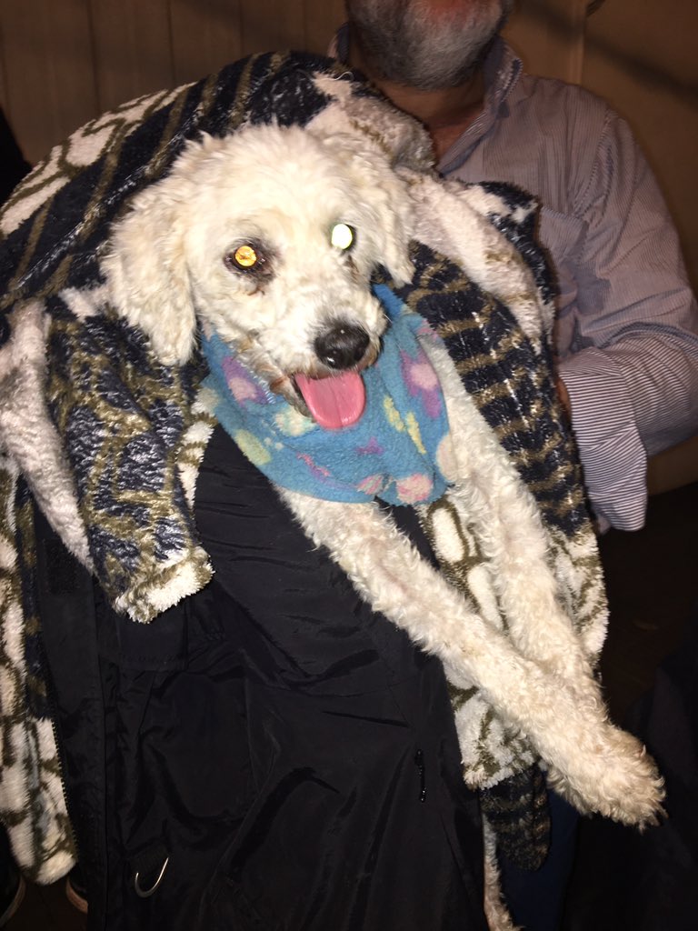 lapacha_'s tweet photo. Perro perdido sobre avda felix bogado tiene ropita y estaba desesperado RT por favor busca a sus dueños https://t.co/iqETvIgU97