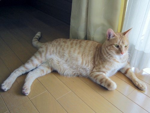 東京の開運士 御厨神子 みくりやのみこ Twitter પર けんこう堂整体院さんrtありがとうございます 本当に単なる猫自慢ブログです すみません 笑 エルマウ Elmau Takasumichisa オーストラリアンミスト ウチの猫 T Co Sa2vdik0gu T