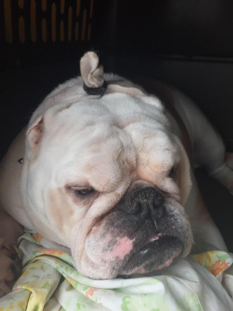 StealingHearts_'s tweet photo. When boys think their hair is long enough for a man bun https://t.co/euORlzAdgk