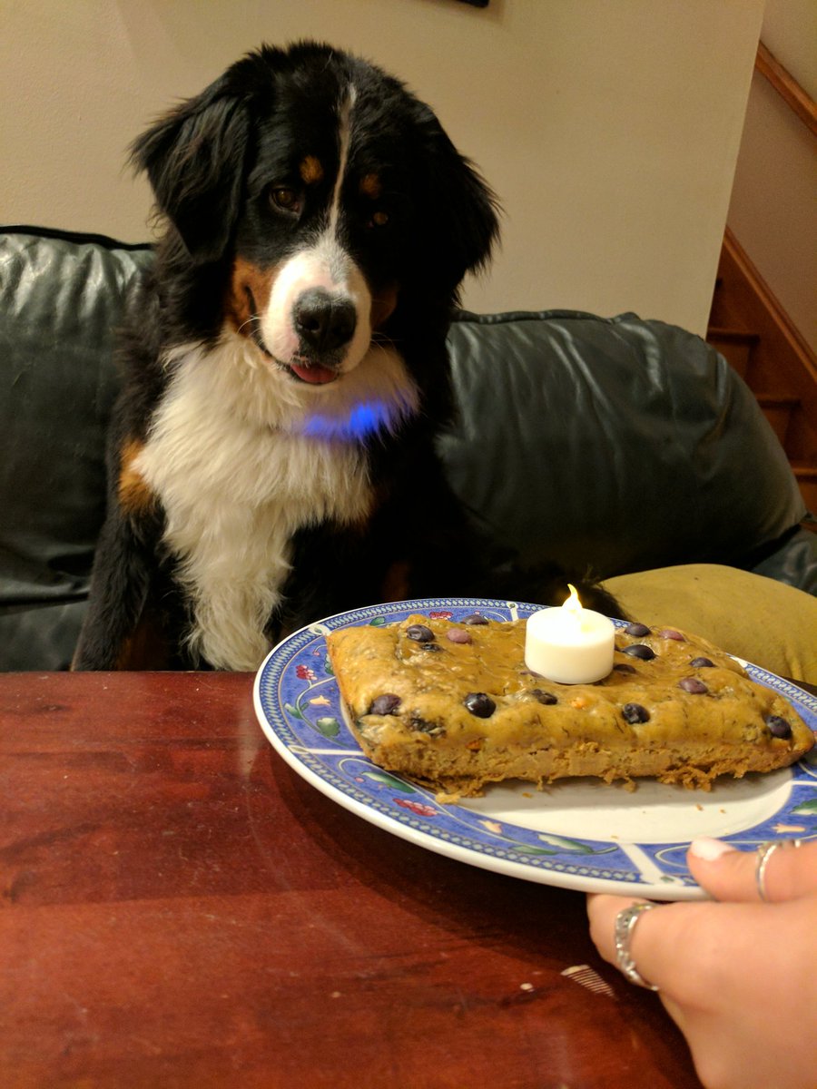 lsunderlin's tweet photo. Appa liked his birthday cake https://t.co/q2Y1htNwBZ